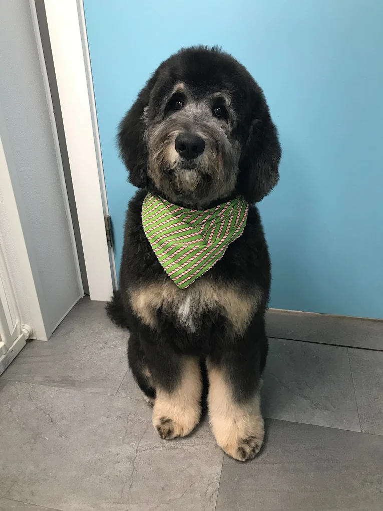 Doggie Day Spa Grooming and Self Serve Salon